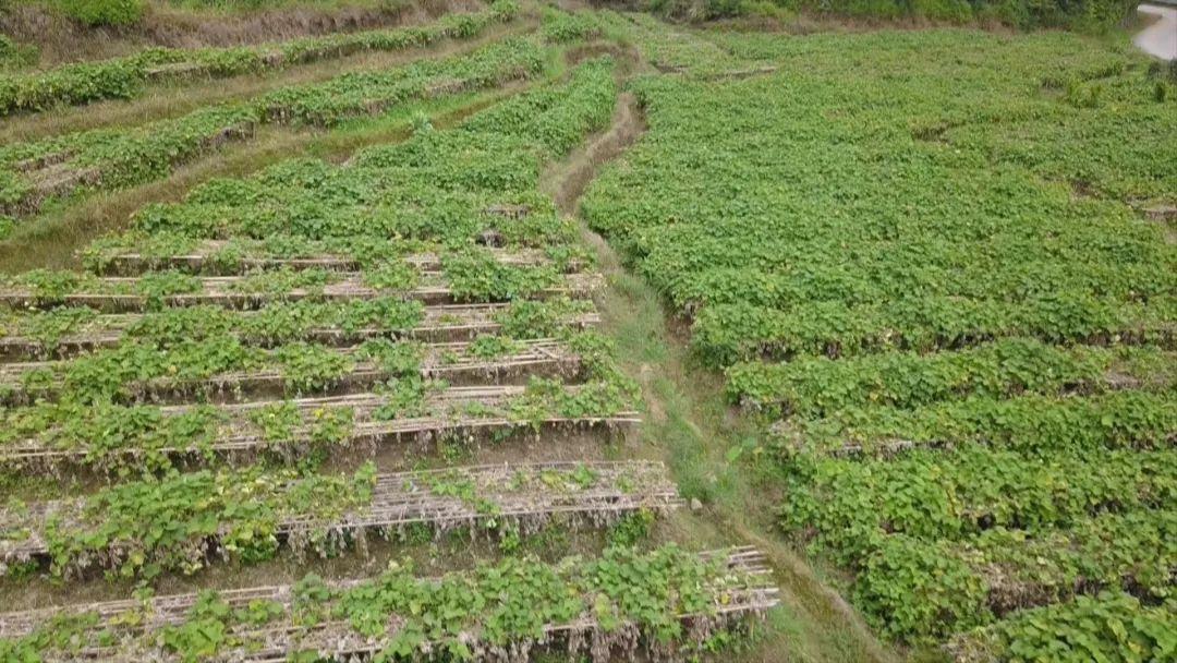 江屯镇发展动态与社会变革深度报道，最新新闻荟萃