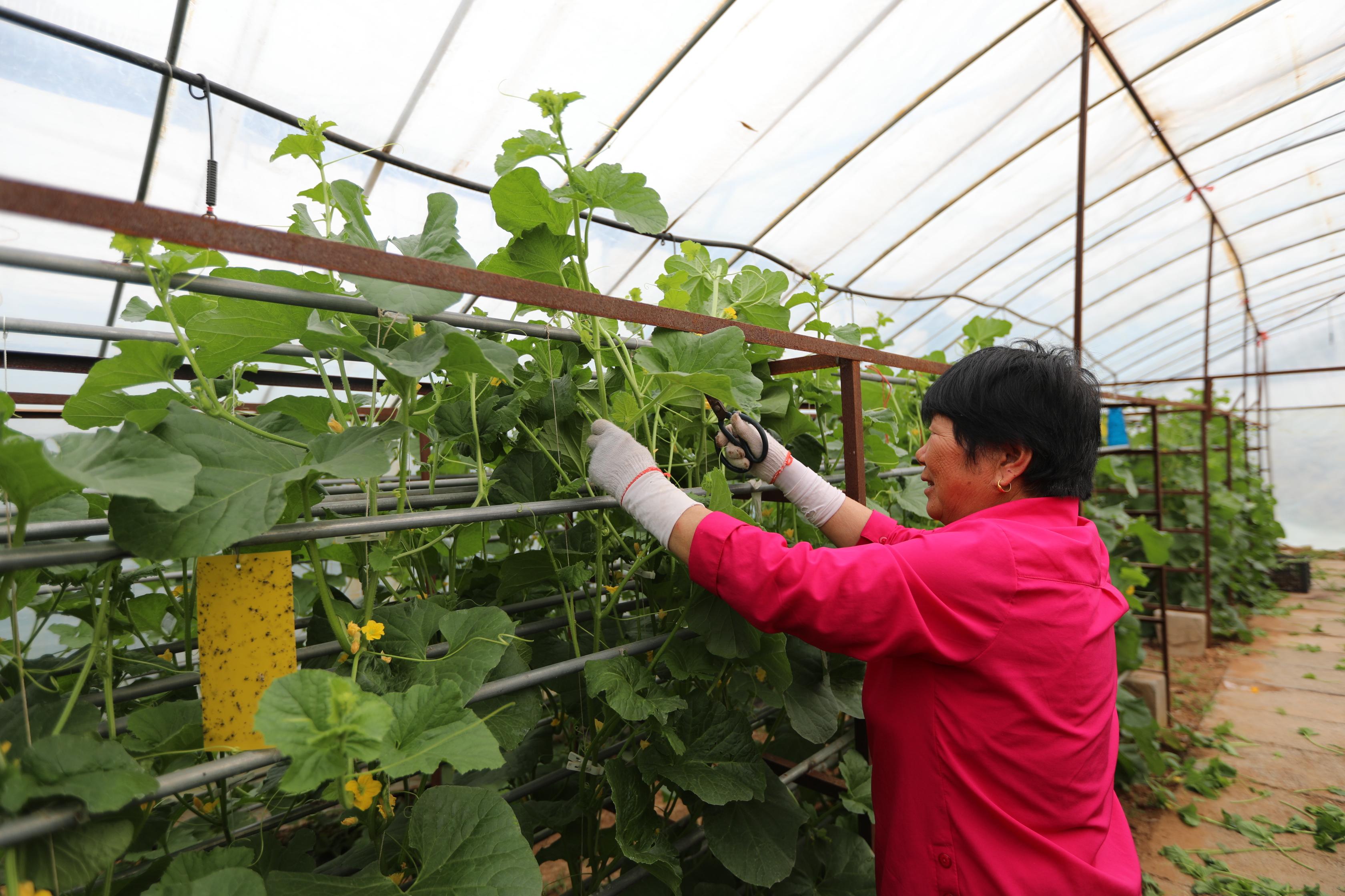 芍药山乡交通新动态，乡村振兴与交通发展深度融合之路