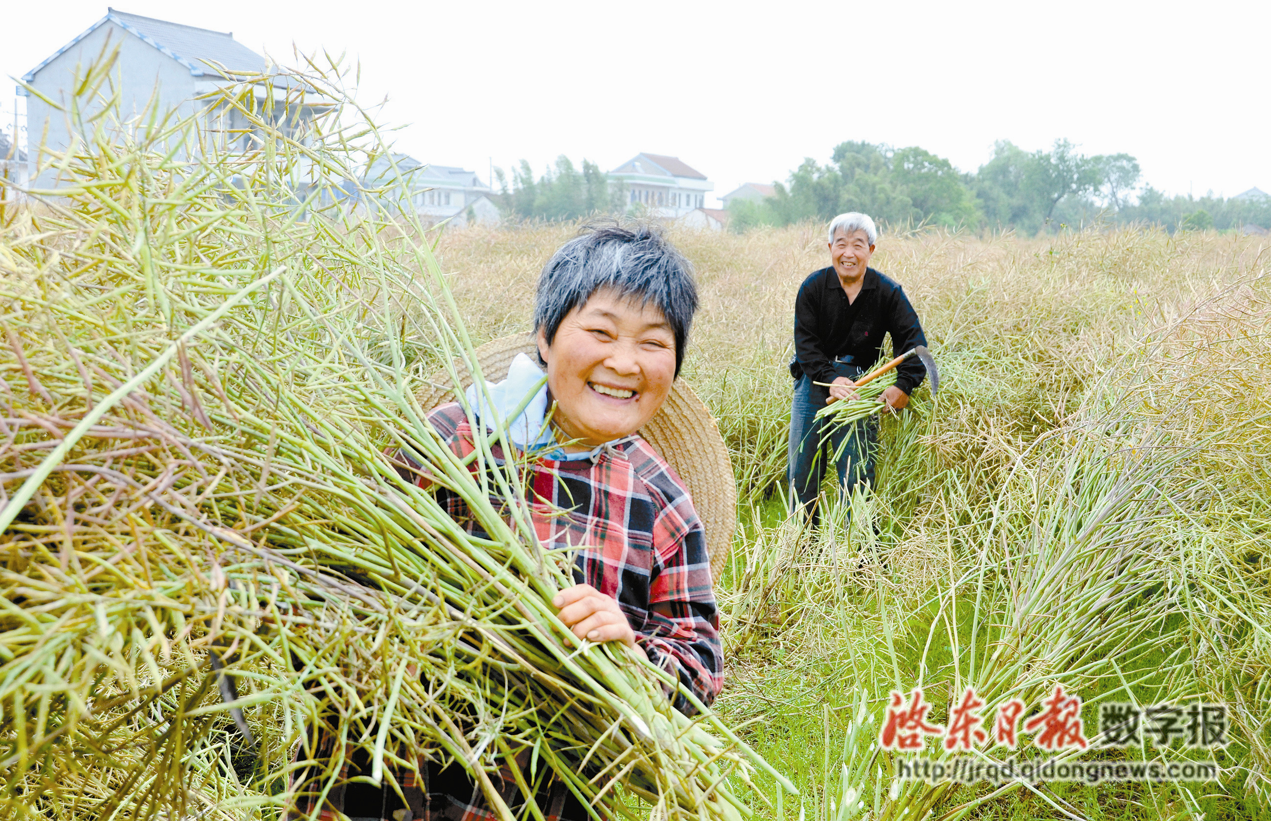 菜籽地村的最新新闻，变迁与发展