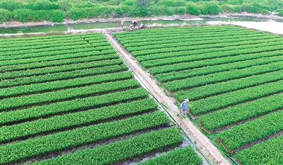 横山苗圃最新交通新闻