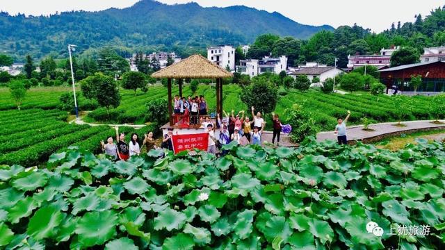 茶村最新项目探索，茶产业新境界之旅