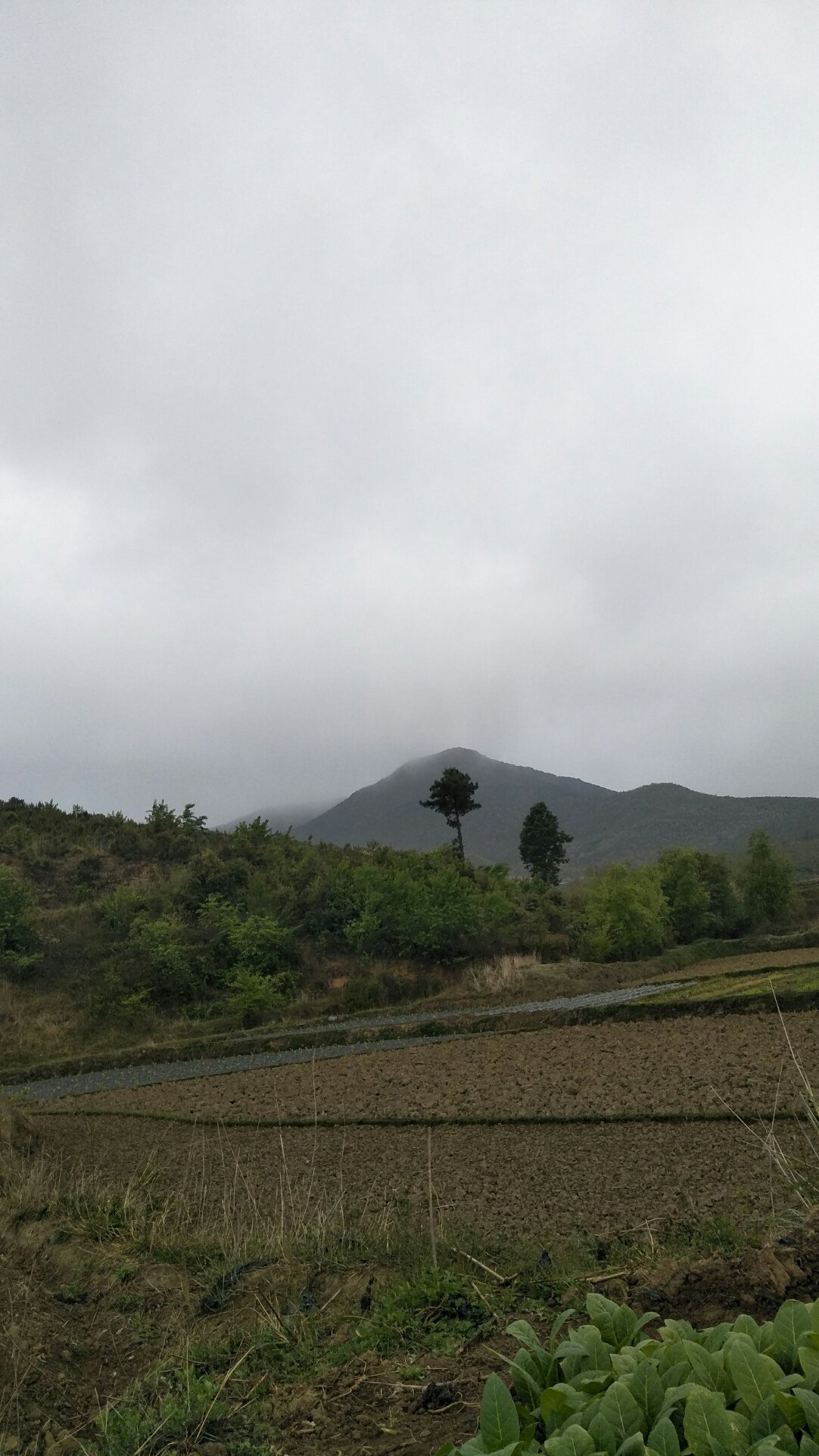 沈寨乡天气预报更新通知